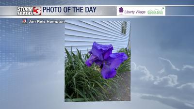 4_27 Iris.jpg