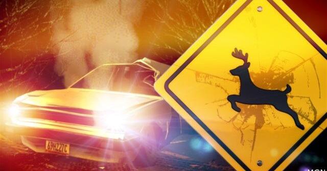 Missouri drivers warned: deer activity spikes in November