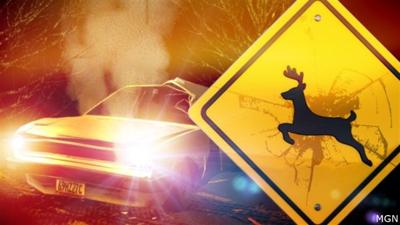 deer crash