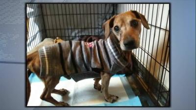 Trooper_Perry_CO-Humane_Society_Jan-2021