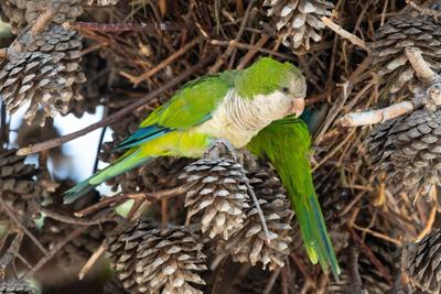 ‘Parrot fever’ outbreak in Europe has led to deaths of five people