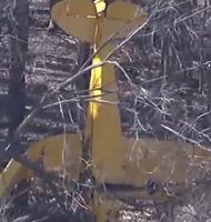 Pilot survives after plane crashes in tree