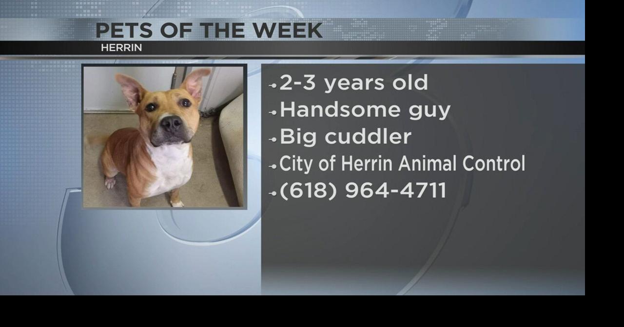 23 yearold dog up for adoption in Herrin Video