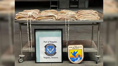 US authorities seize shipment of swim bladders from endangered fish valued at $2.7 million