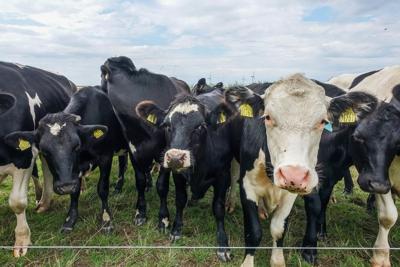 World’s first carbon tax on livestock will cost farmers $100 per cow