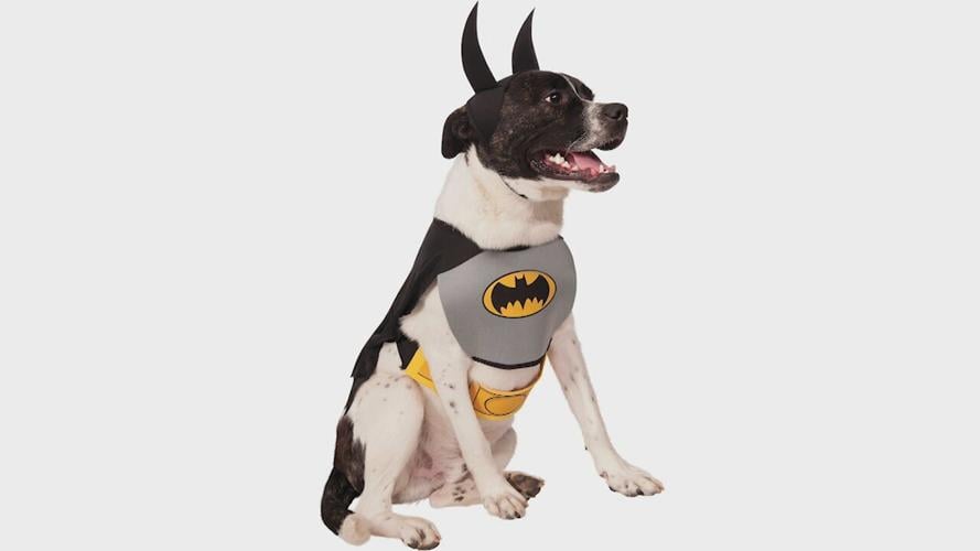 33 editor-favorite pet Halloween costumes