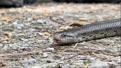 Snake