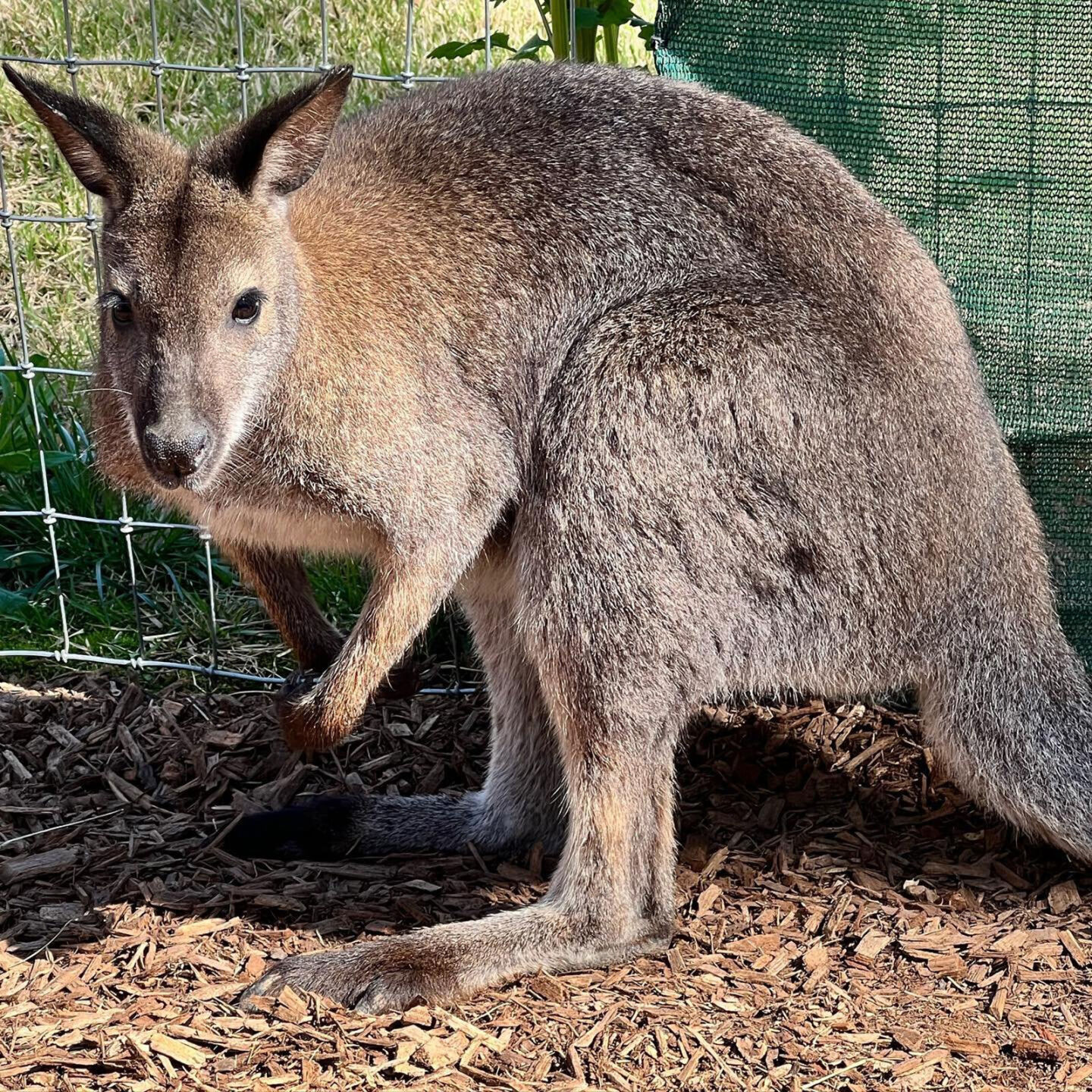 The Memphis Zoo had to rescue 19 kangaroos and 4 wallabies after storms caused a creek to overflow News wsiltv