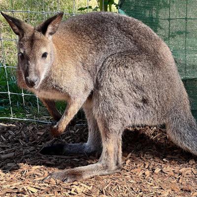 The Memphis Zoo had to rescue 19 kangaroos and 4 wallabies after storms caused a creek to overflow