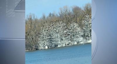 Rend Lake trees