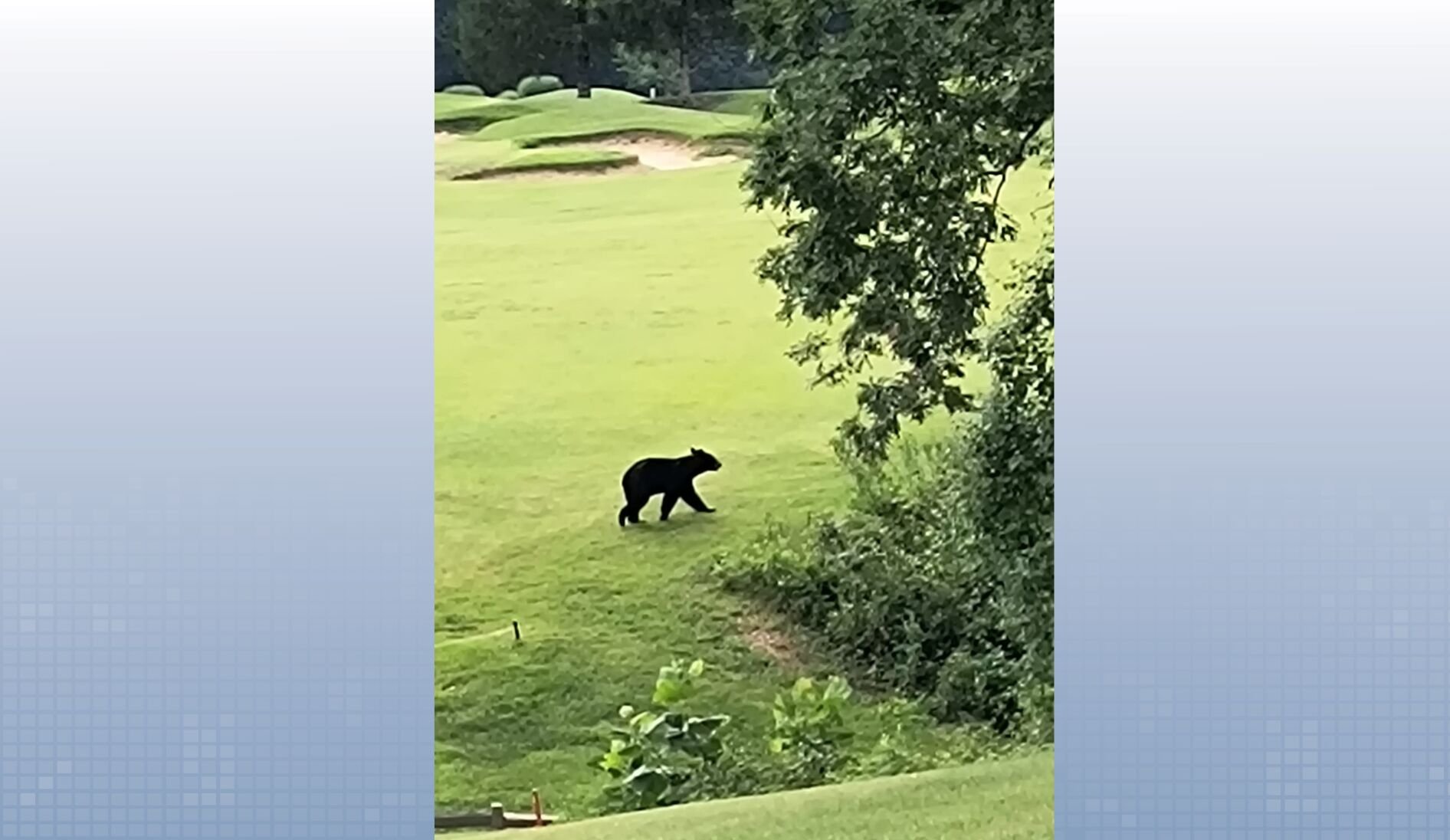 Black Bear Carbondale