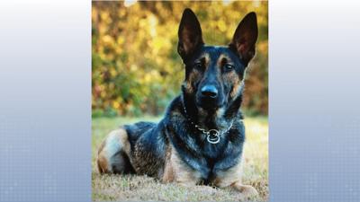 K9 Officer Dax