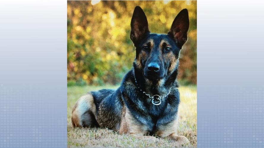 K9 Officer Dax