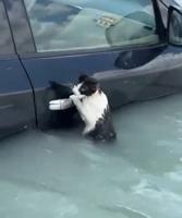 WATCH: Cat holds on for dear life in Dubai flooding, rescued. Video by Dubai Media Office #shorts