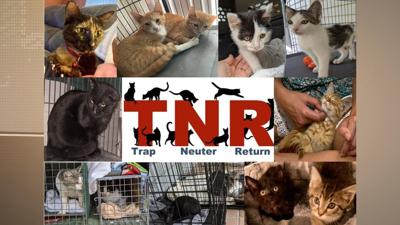 UH_ Chey Kierbs Catch Stray and Spay Program