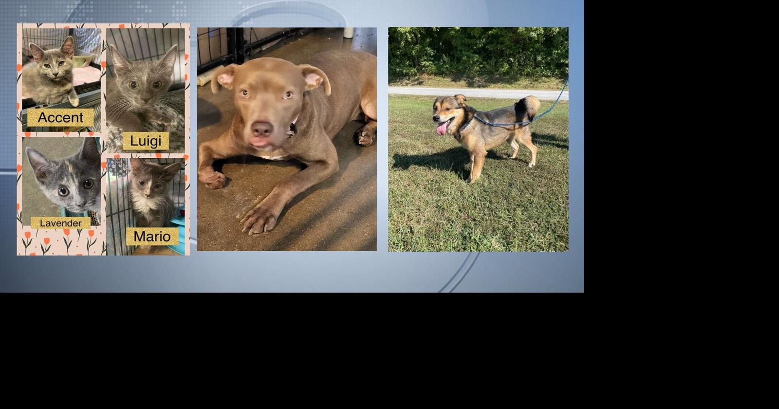 Pets of the Week: September 29, 2022 | Pets | wsiltv.com