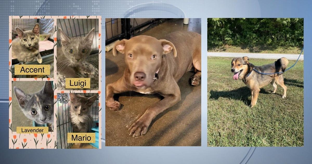 Pets of the Week: September 29, 2022 | Pets | wsiltv.com