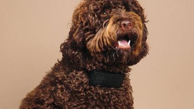 Cuss Collar