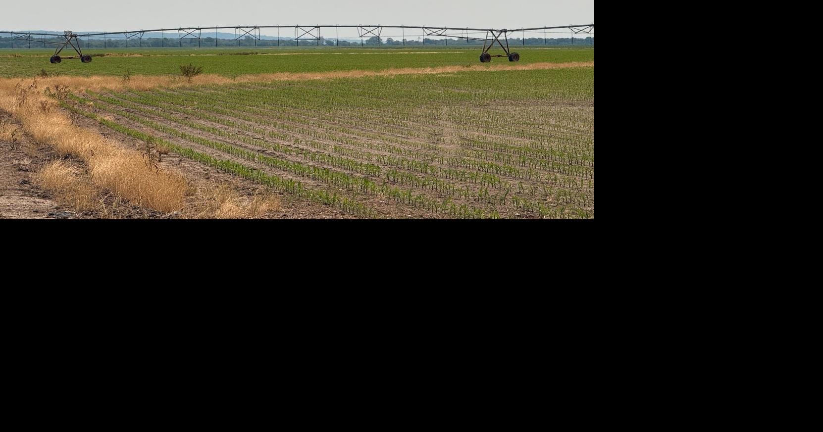Corn acreage in Illinois projected to rise in 2025, study says.