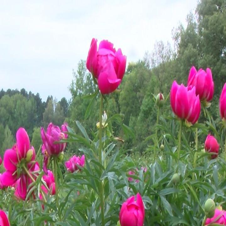 Peony Hill Farm Closes Fields Flowers Still Available Coronavirus Wsiltv Com