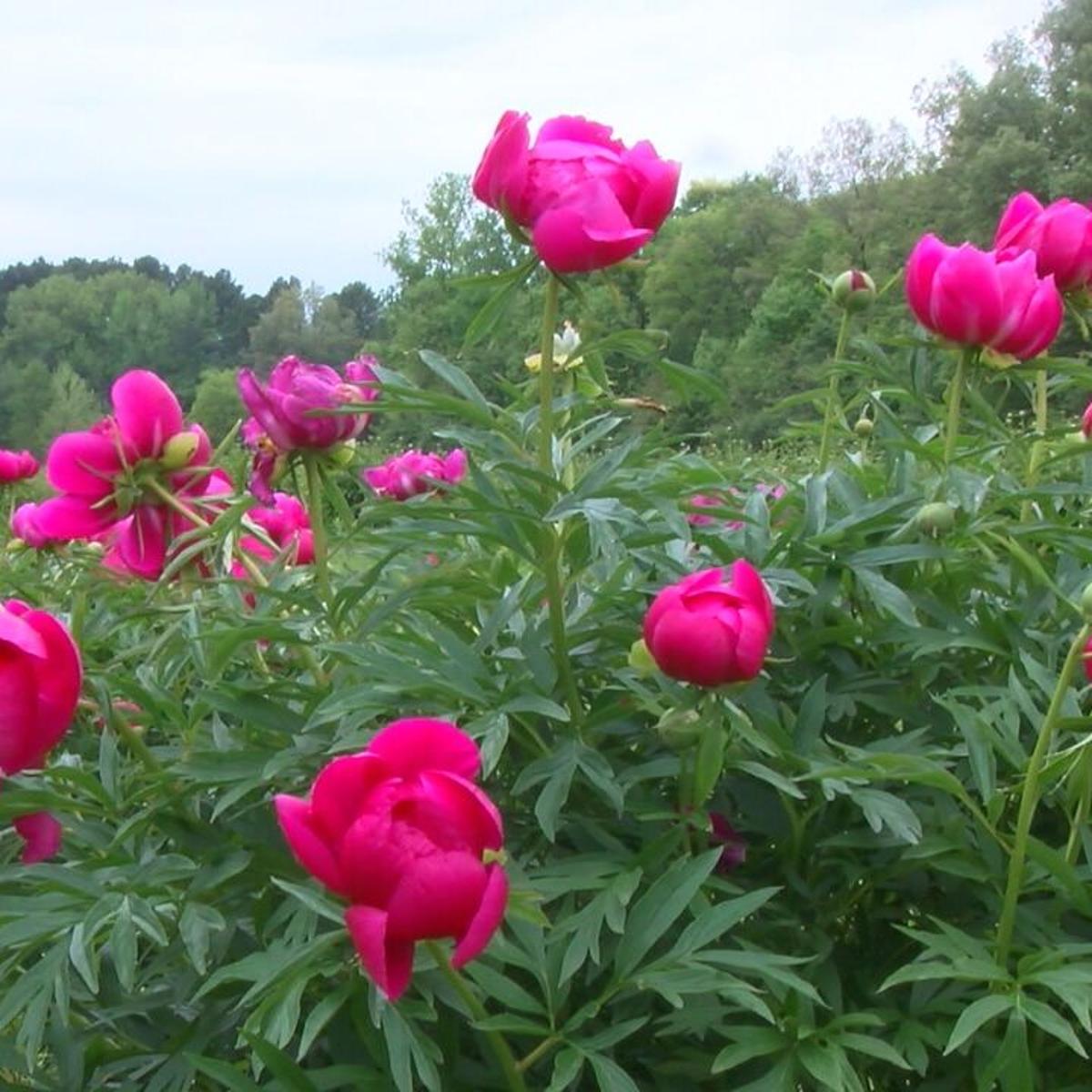 Peony Hill Farm Closes Fields Flowers Still Available Coronavirus Wsiltv Com Peony Hill Farm Closes Fields Flowers Still Available Coronavirus Wsiltv Com