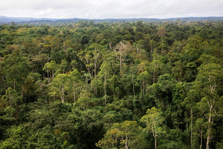 There are more than 9,000 types of trees we don't know of yet, study finds