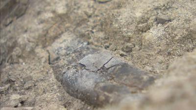Rare "Teen Rex" fossil unveiled at Denver Museum of Nature and Science