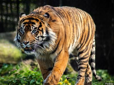 TIGER