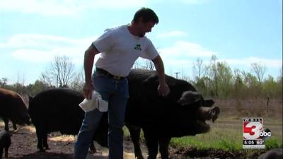 Big-Muddy-Hogs