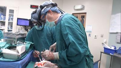Reanimated hearts work as well for transplants and could make more organs available for patients in need, study finds