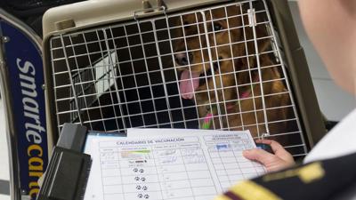 Dog import