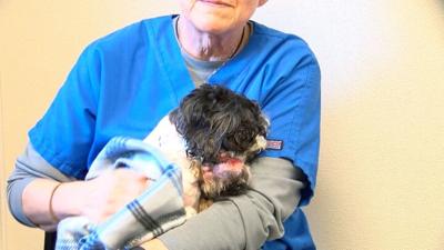 Animal-Abuse-PKG