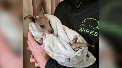 Two teenagers charged for allegedly killing 14 kangaroos in Australia
