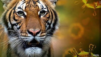 tiger covid
