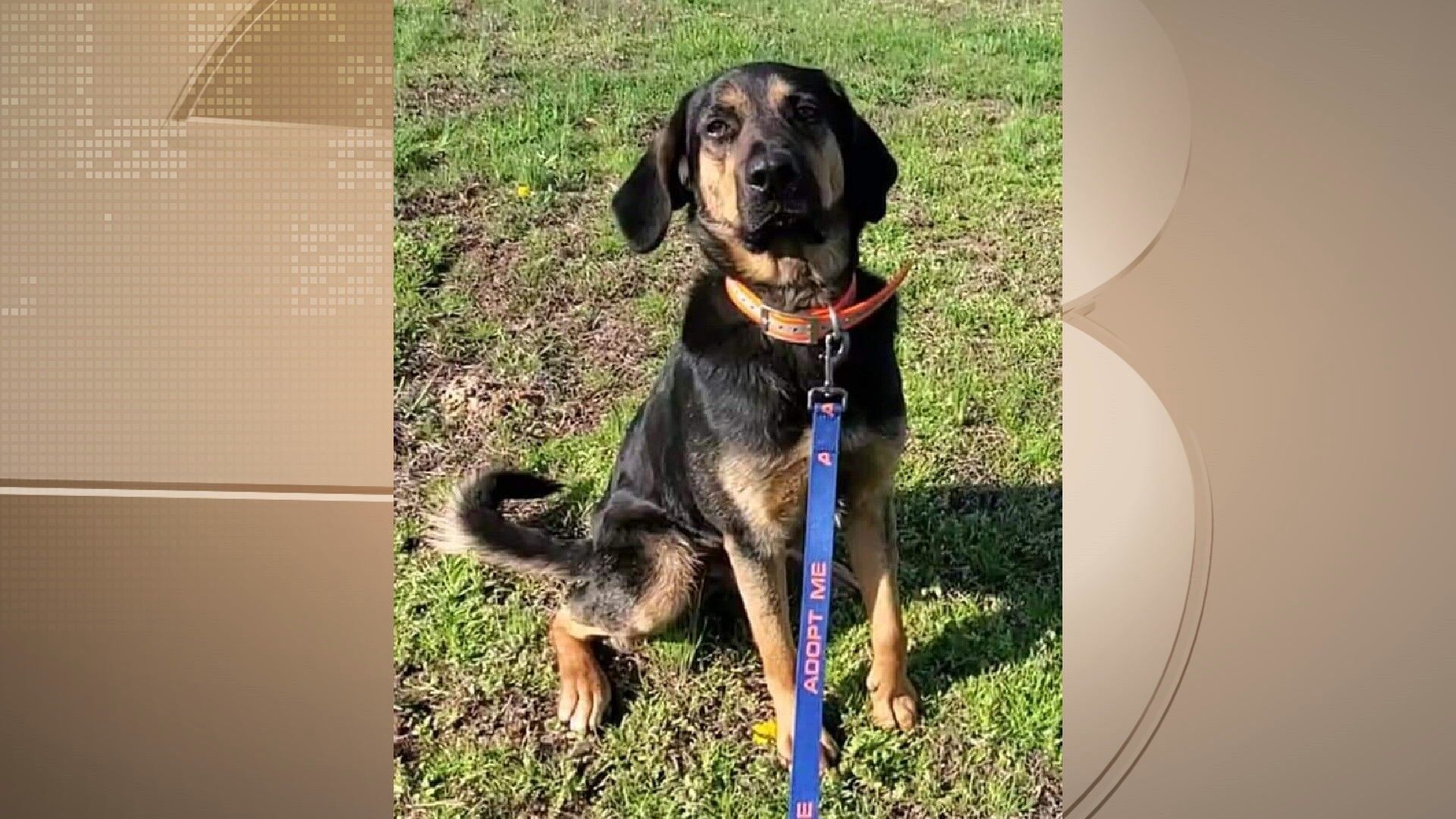 Pets Of The Week: November 4, 2021 | Features | Wsiltv.com