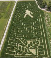 Local pumpkin patches unveil corn mazes