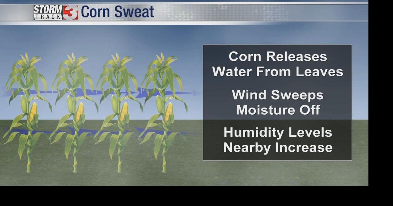 Why corn sweat may be making you sweat News