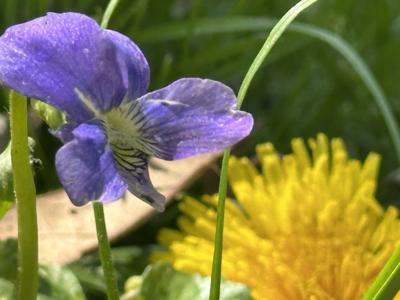 Flowers, spring