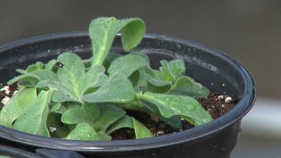 greenhouse plant