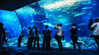 Shedd-Aquarium