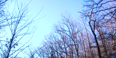 trees at Giant City