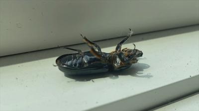 bugs (4)
