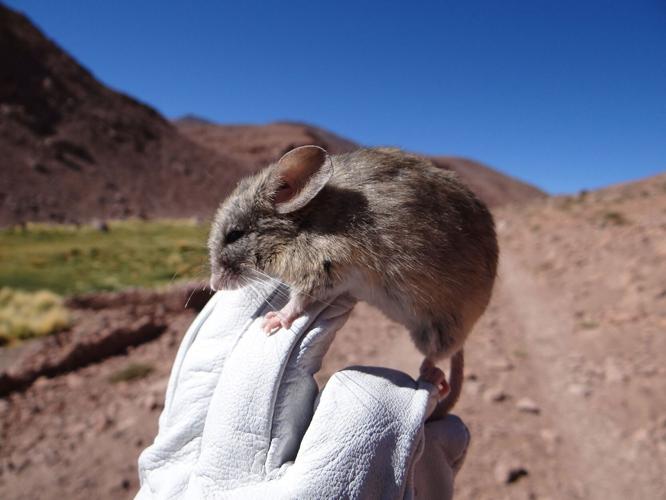 Mysterious mouse mummies found in Mars-like conditions on Andes mountain peaks