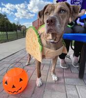 Keeping pets safe during Halloween