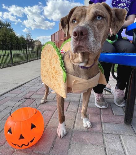Halloween dog