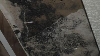 Black Mold