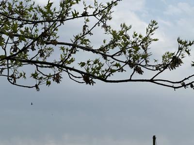 Clouds and trees