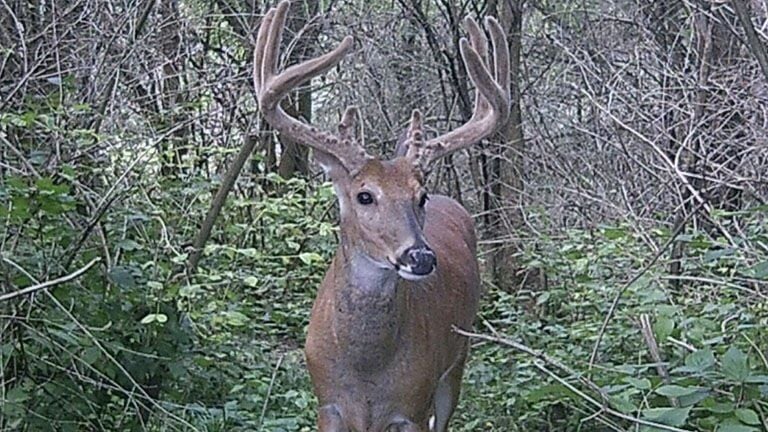 2019 Illinois Deer Harvest Pins Bow & Shotgun 