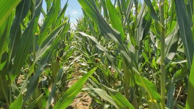 corn