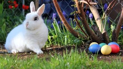 Easter egg event
